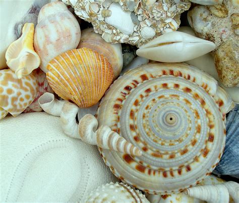 photos of seashells|pictures of different sea shells.